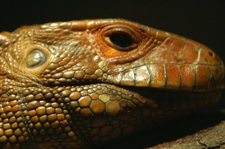 Free stock image of Lizard created by to0w1r3d