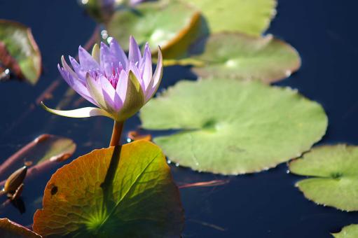 Water lily - Free Stock Photo