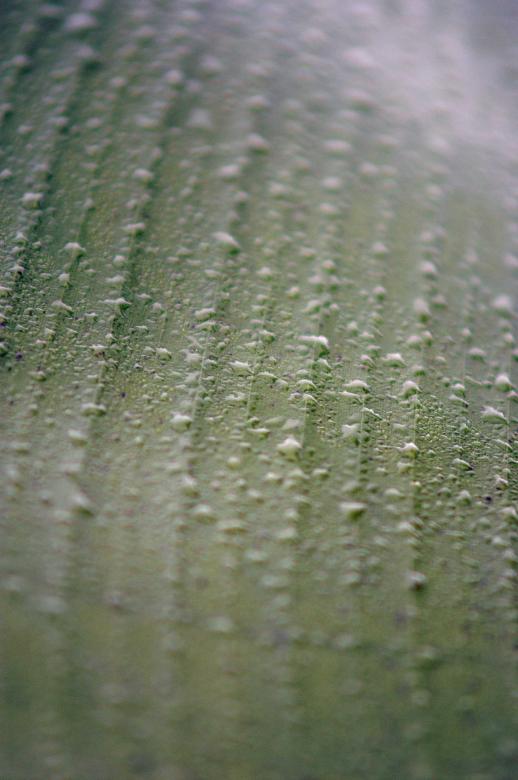 Free stock image of Wet leaf texture created by to0w1r3d