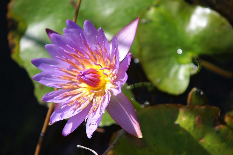 Free stock image of Purple lily created by to0w1r3d