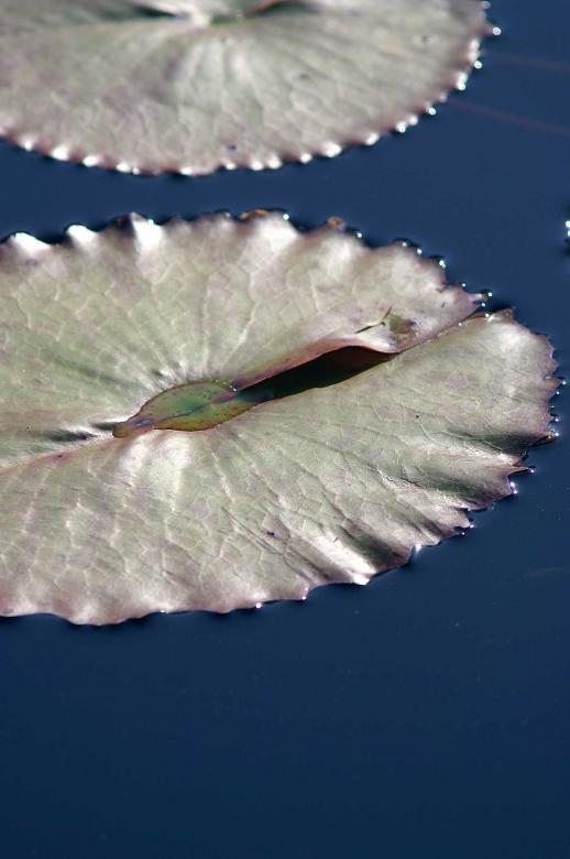 Free stock image of Floating leafs created by to0w1r3d