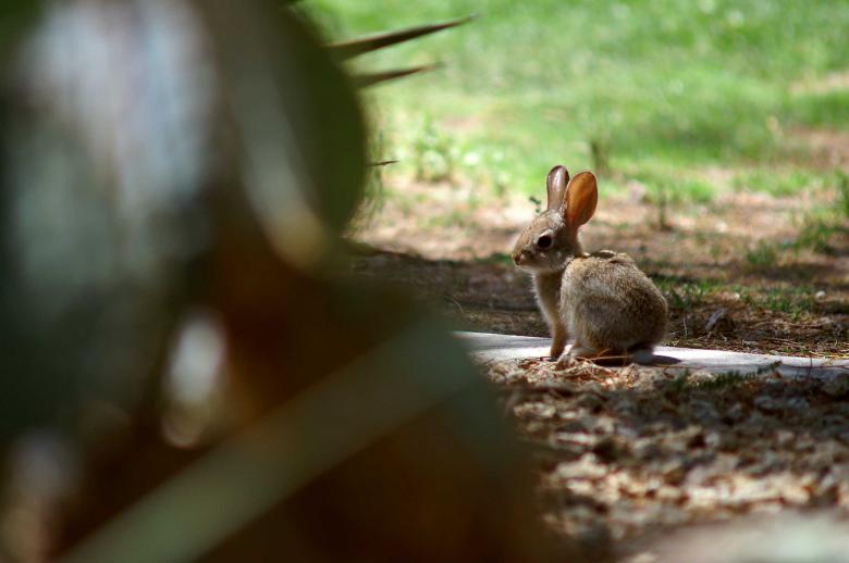 Free stock image of Rabbit in the distance created by to0w1r3d