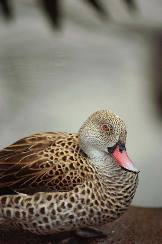 Free stock image of Sitting duck created by to0w1r3d