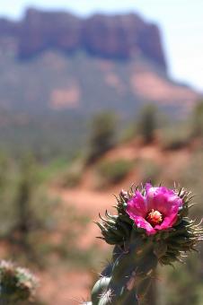 Pink flower in the desert - Free Stock Photo