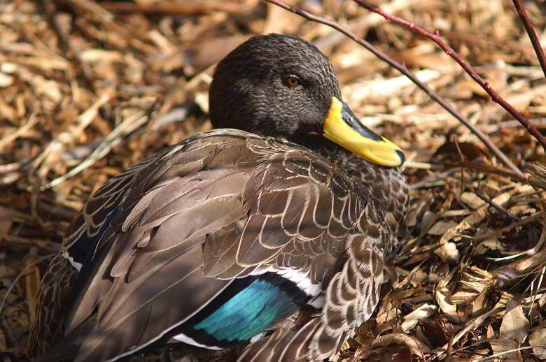 Free stock image of Yellow nose duck created by to0w1r3d