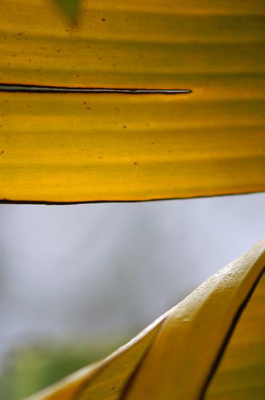 Free stock image of Yellow leafs created by to0w1r3d