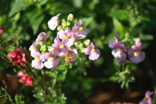 Pretty flowers