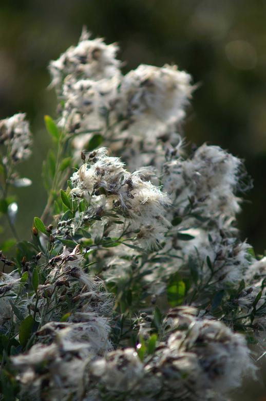 Free stock image of Cotton plant created by to0w1r3d