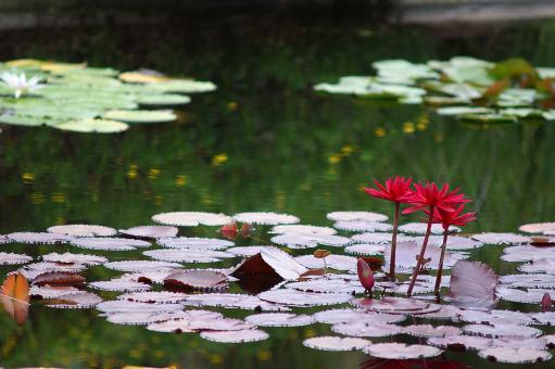 Water lilies - Free Stock Photo