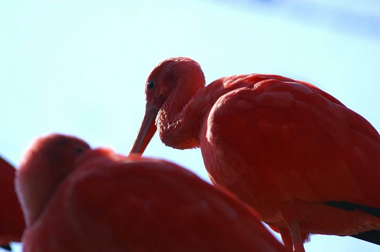 Free stock image of Pink flamingos created by to0w1r3d