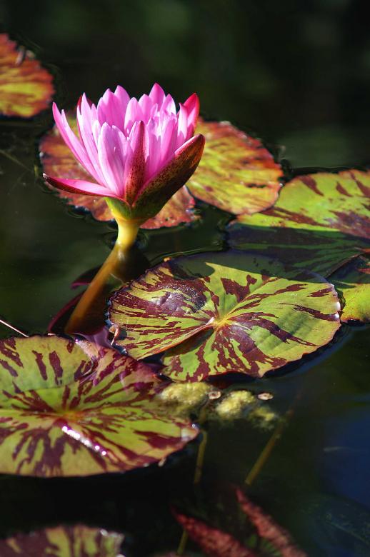 Free stock image of Water lily created by to0w1r3d