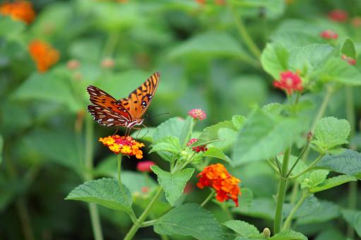 Orange butterfly - Free Stock Photo