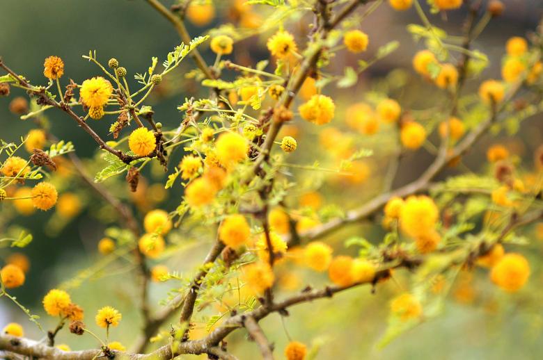 Free stock image of Yellow flowers created by to0w1r3d