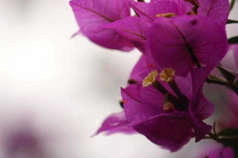 Free stock image of Pink flower created by to0w1r3d