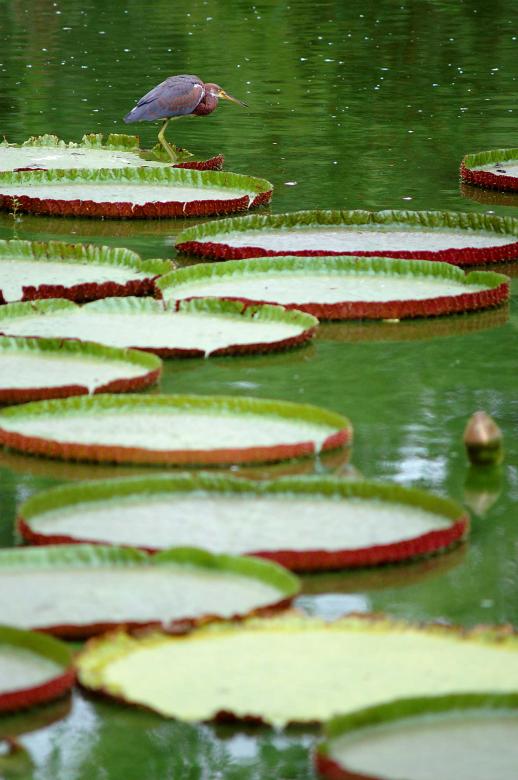 Free stock image of Bird at the pond created by to0w1r3d