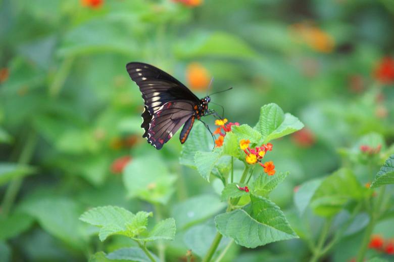 Free stock image of Dark butterfly created by to0w1r3d