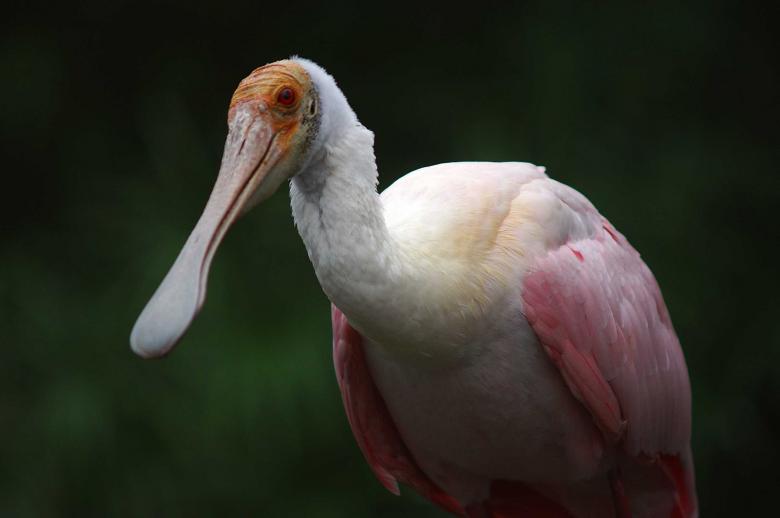 Free stock image of Unknown bird created by to0w1r3d
