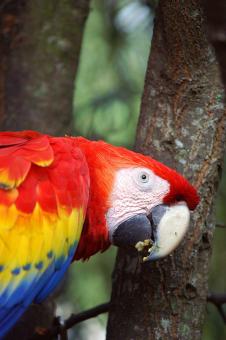 Exotic parakeet - Free Stock Photo