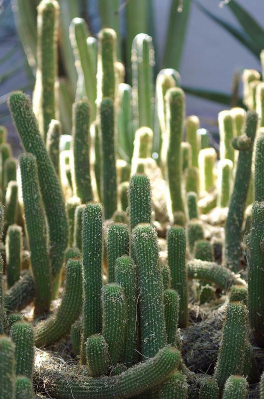 Free stock image of Cactus created by to0w1r3d