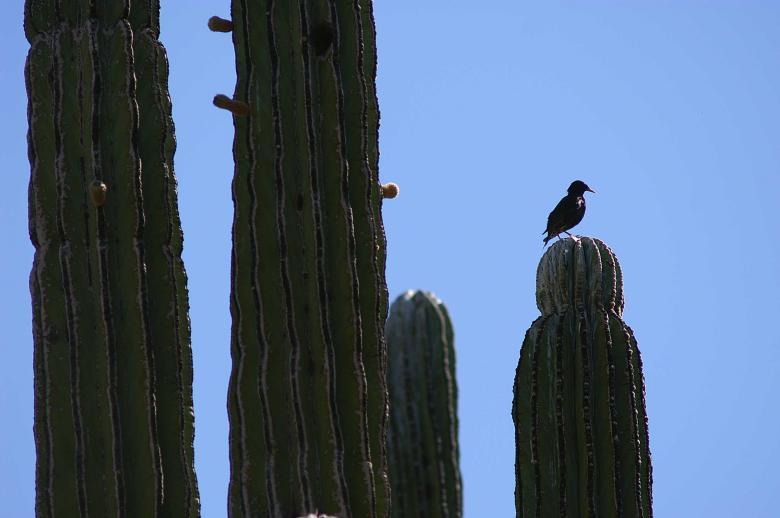 Free stock image of Bird sitting on cactus created by to0w1r3d