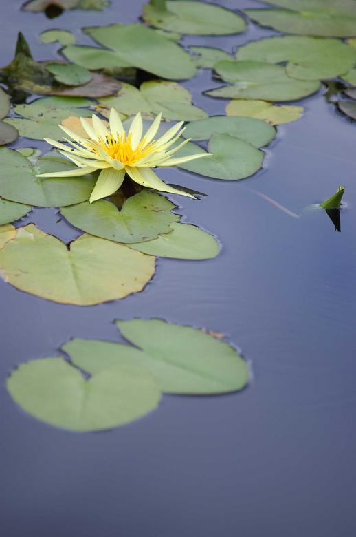 Free stock image of Yellow water lily created by to0w1r3d