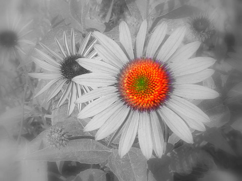 Free stock image of Daisy created by blacknightwolf