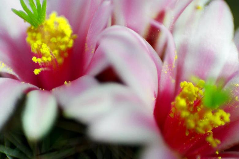 Free stock image of Cactus Flower created by Suvro Khan