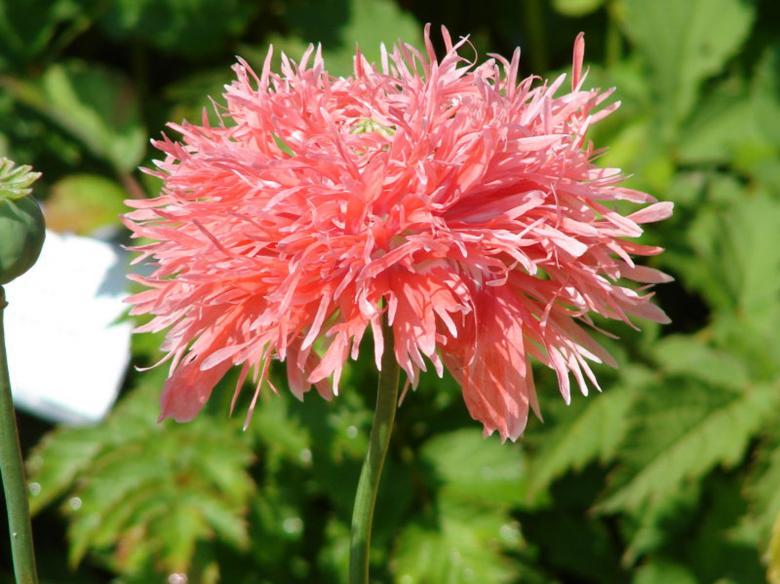 Free stock image of Pink flower created by Suvro Khan