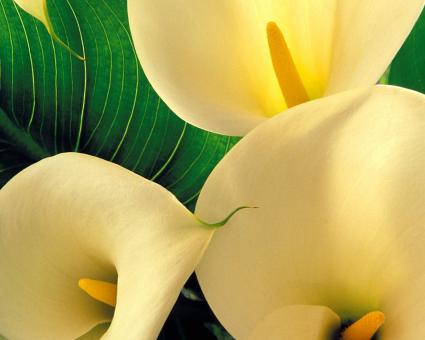 Yellow Calla Lilies - Free Stock Photo