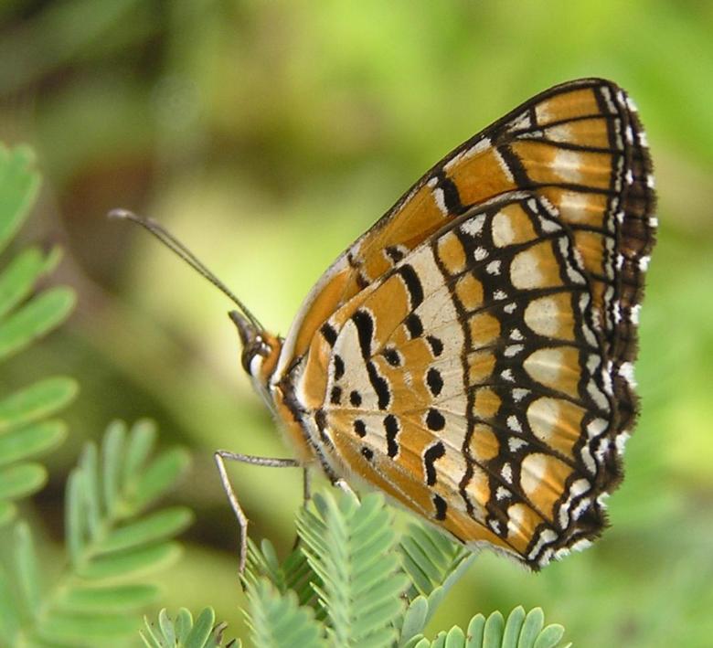 Free stock image of Golden Butterfly created by Suvro Khan