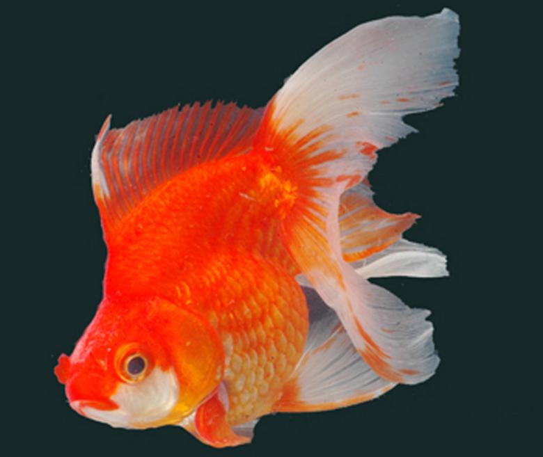 Free stock image of Gold Fish created by Suvro Khan