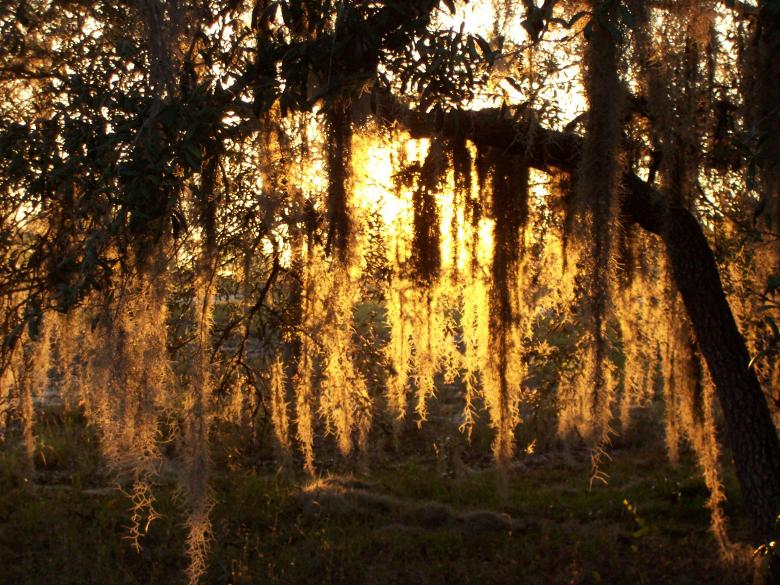 Free stock image of Sunset and spanish moss created by joy sheppard