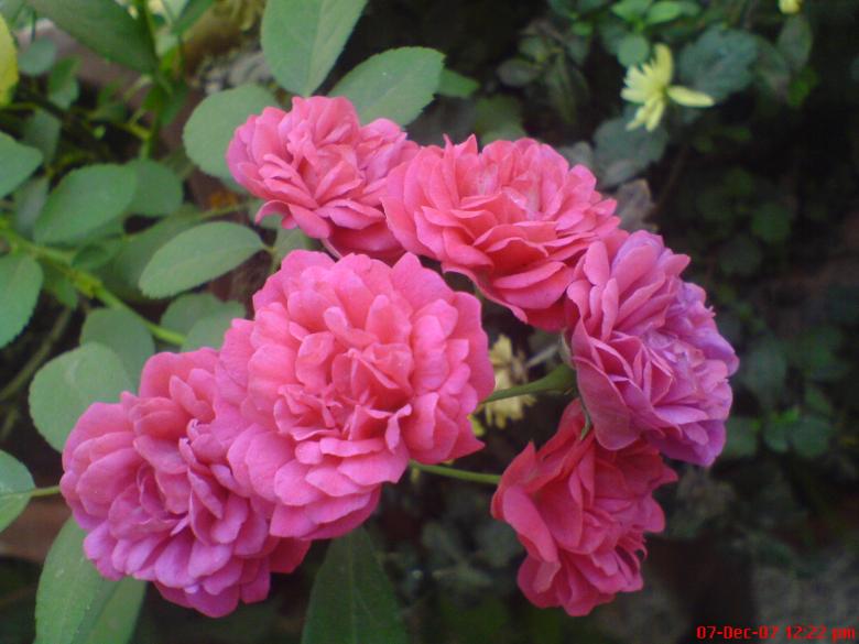 Free stock image of Pink Flowers created by Vivek