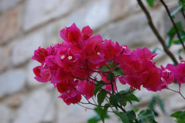 Free stock image of Pink flowers created by onder aydogdu