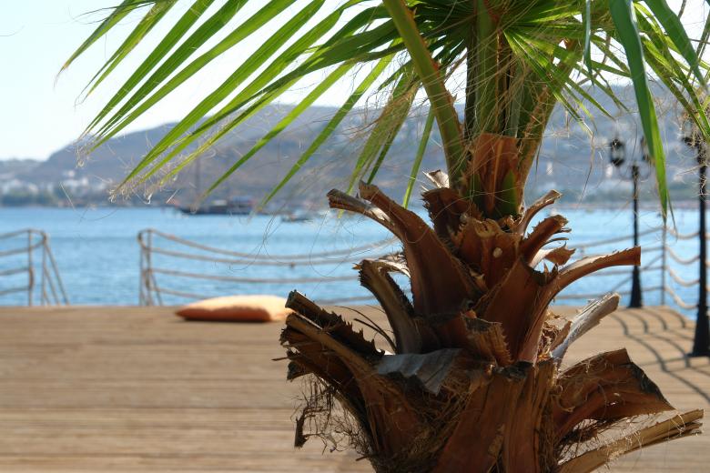 Free stock image of Palm tree created by onder aydogdu