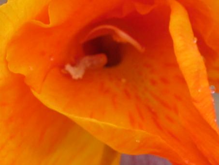 South African flower - Free Stock Photo