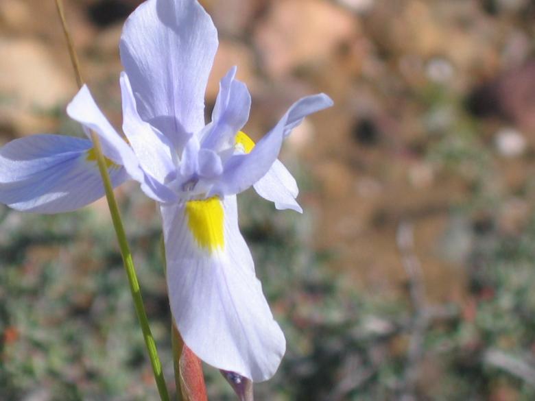 Free stock image of White Flower created by Mariette van den Heever