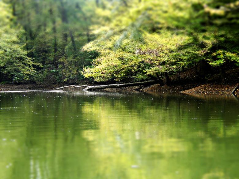 Free stock image of Rain Forest created by Suvro Khan
