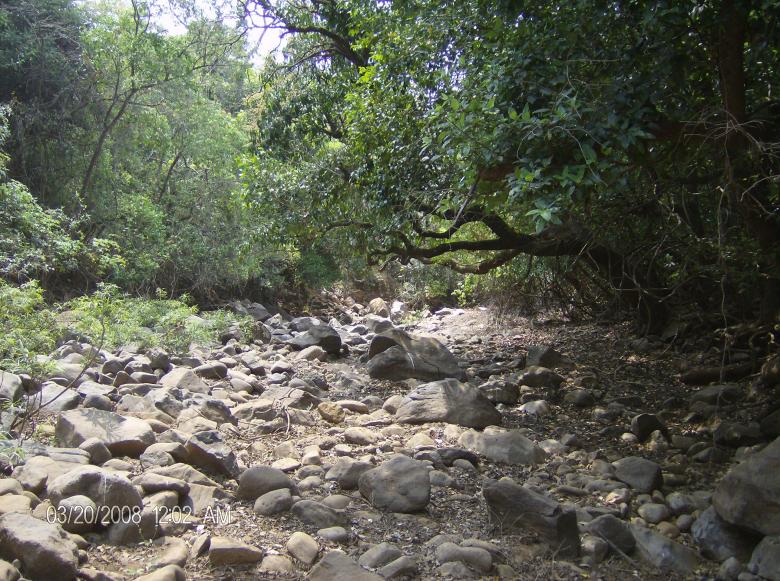 Free stock image of Rocky woodland created by Vivek