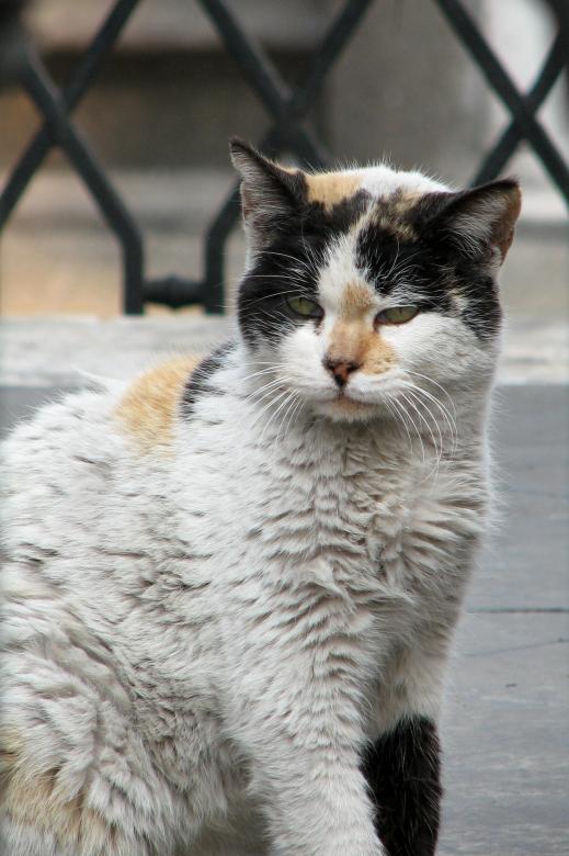 Free stock image of Catri the cat created by Barbara Din