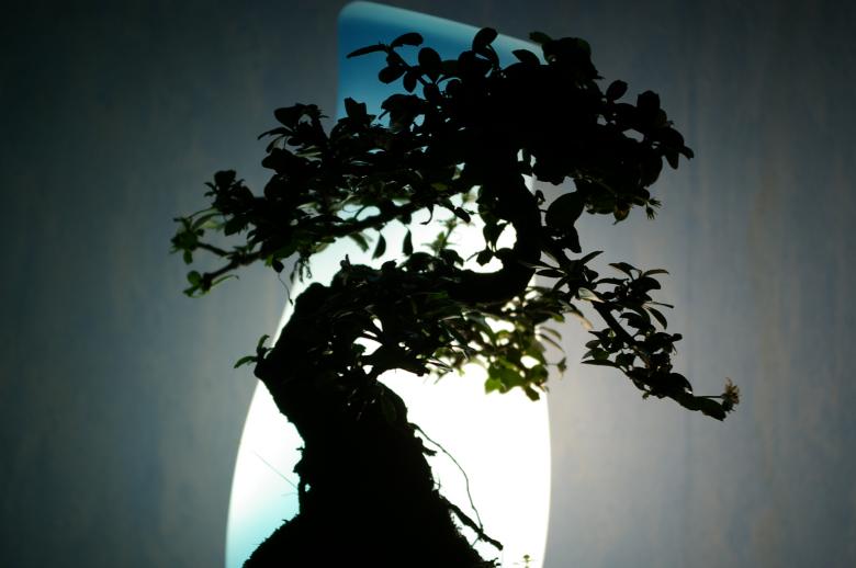 Free stock image of Banzai tree in the room created by frhuynh
