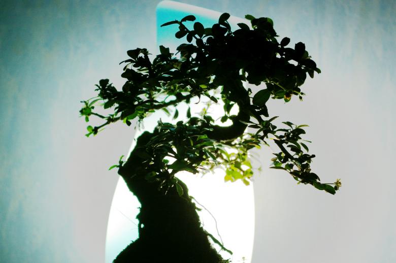 Free stock image of Banzai tree created by frhuynh
