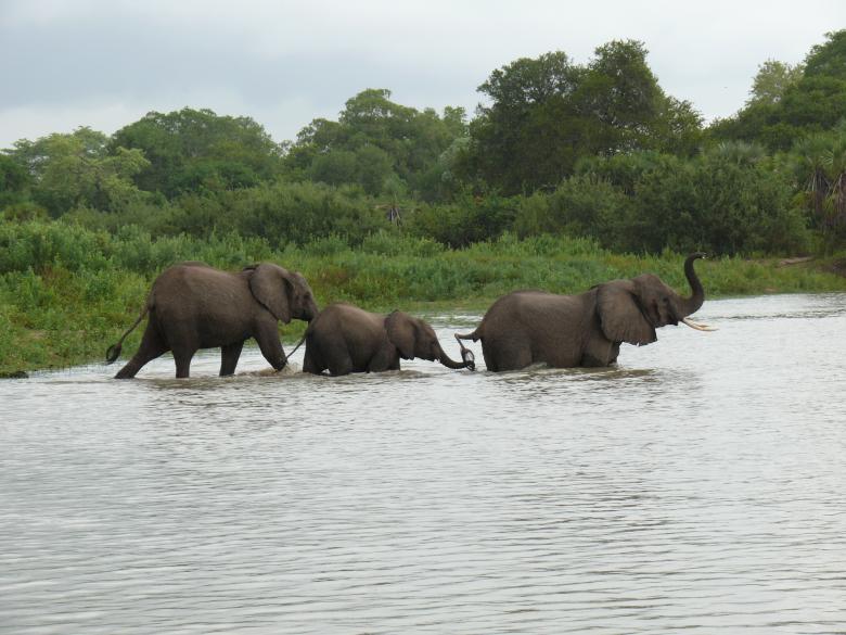 Free stock image of Elephants crossing a river created by John Metzger