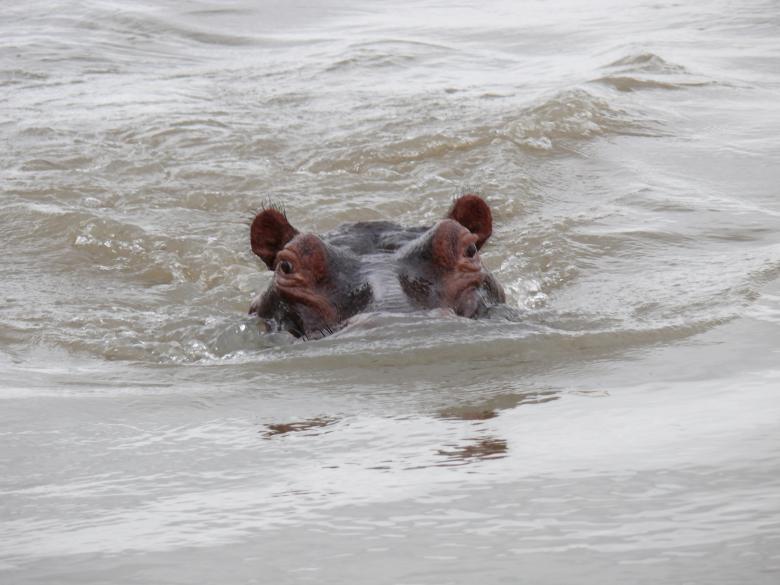 Free stock image of Swimming hippo created by John Metzger