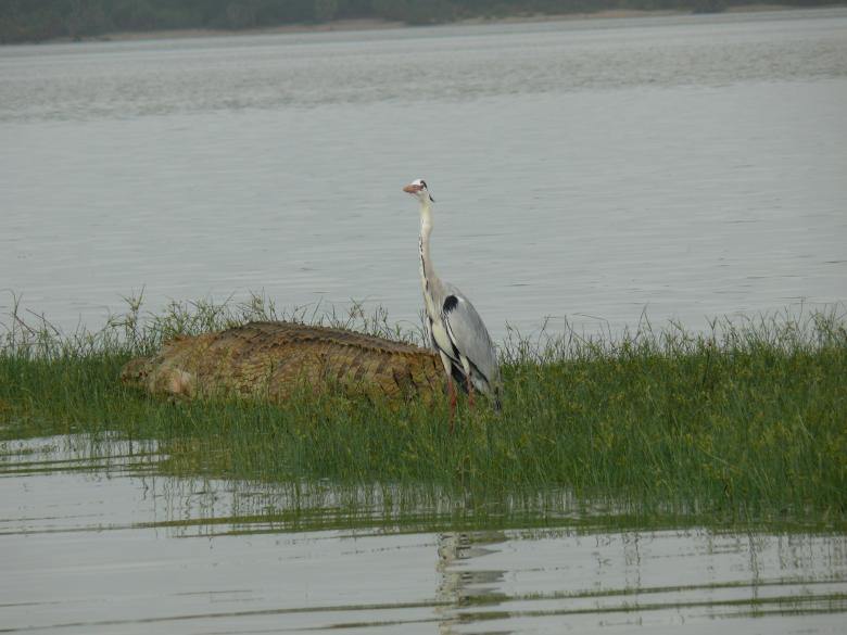 Free stock image of Crocodile and a bird created by John Metzger