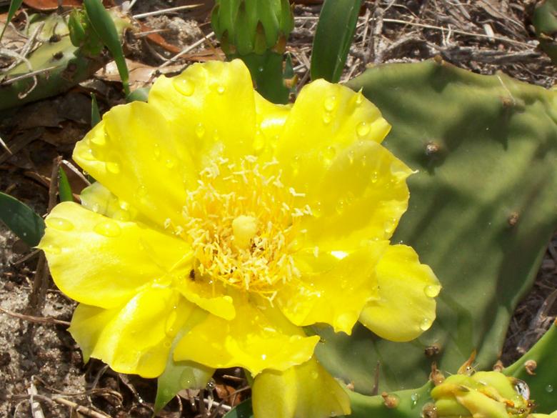 Free stock image of Florida Cactus created by joy sheppard