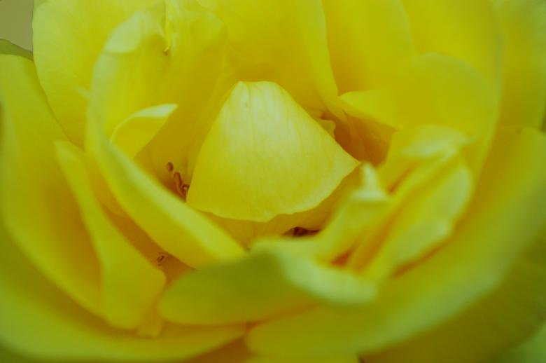 Free stock image of Yellow Rose created by frhuynh