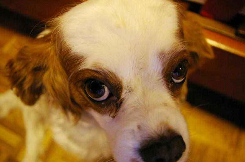 Free stock image of Cavalier king charles created by frhuynh