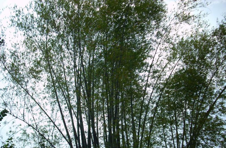 Free stock image of Top of the Trees created by Rhema Prabhata