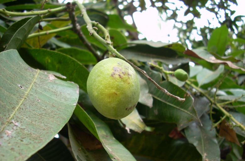 Free stock image of Mango created by Rhema Prabhata
